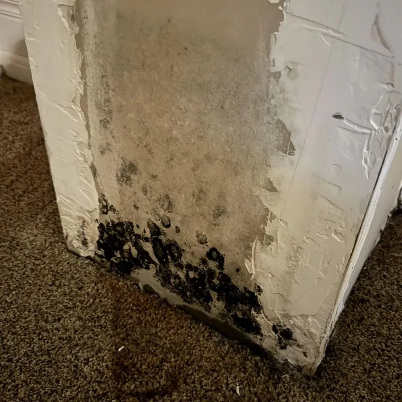 Professional Mold Removal in Marlton, NJ